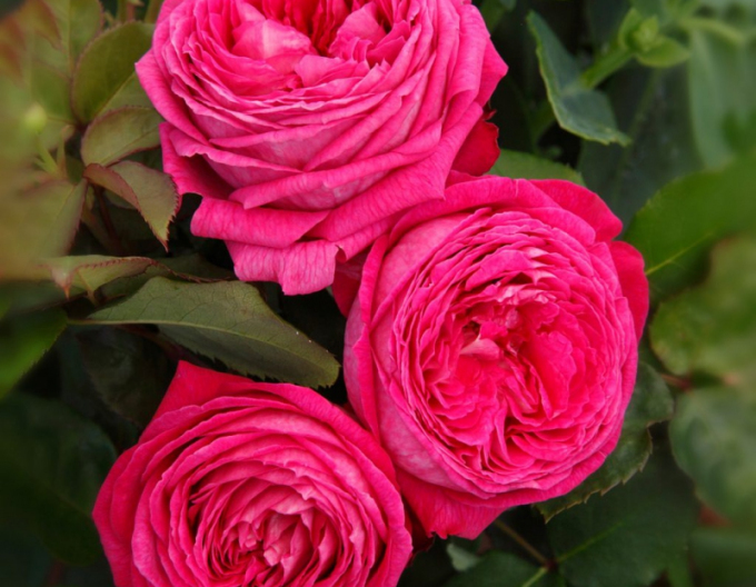 Rose Freifrau Caroline