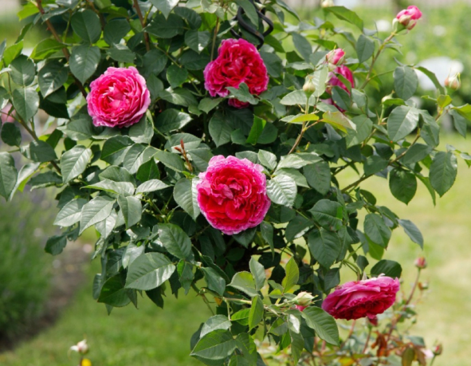 Rose Freifrau Caroline