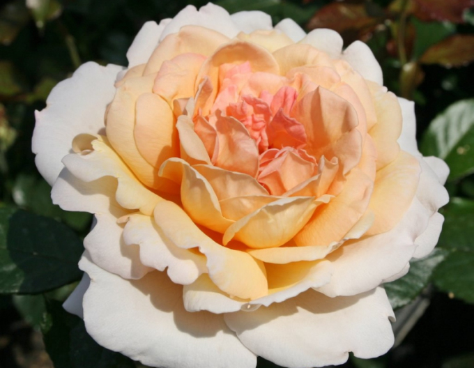 Rose Großherzogin Luise