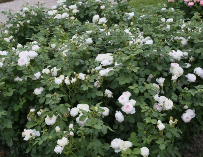 Rose Herzogin Christiana