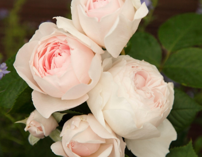 Rose Herzogin Christiana