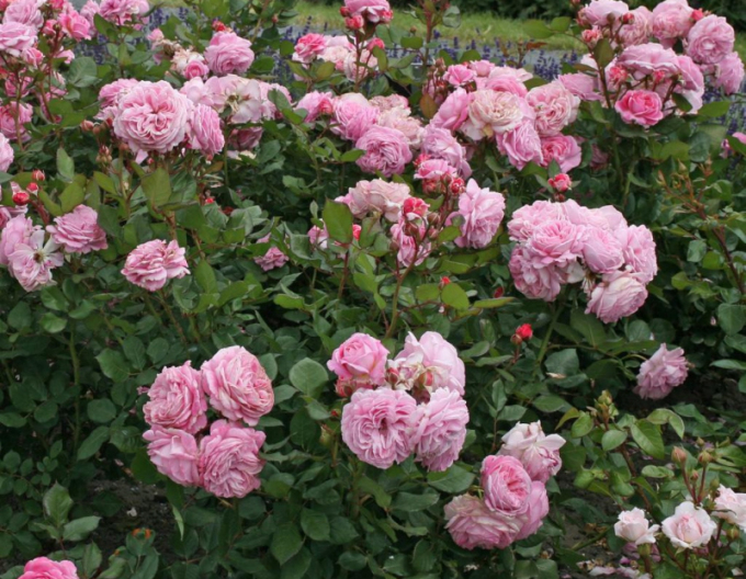 Rose Rosengrafin Marie Henriette