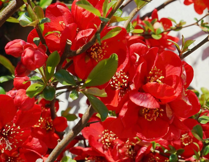 Japanische Quitte Cido