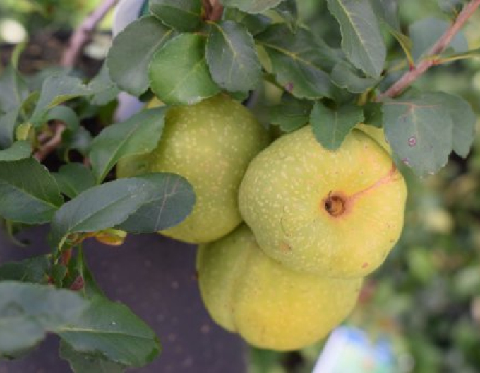 Japanische Quitte Sargentii