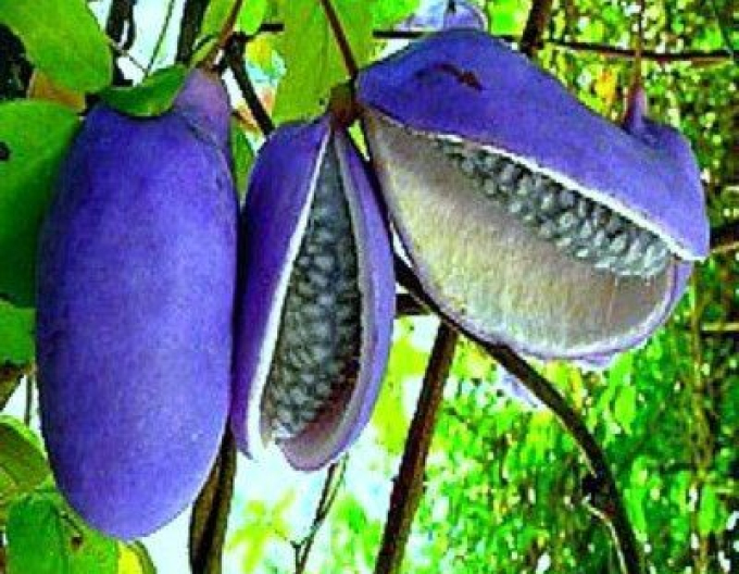 Dreiblättrige Akebie