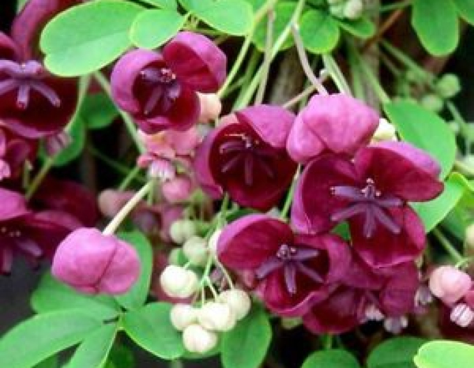 Dreiblättrige Akebie