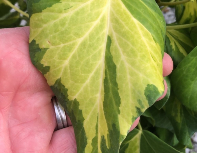 Kaukasischer Efeu Sulphur Heart