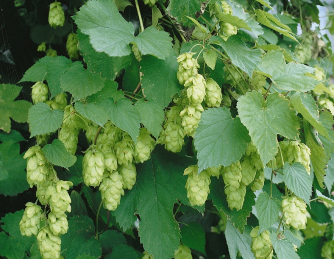 Hopfen (Humulus lupulus)