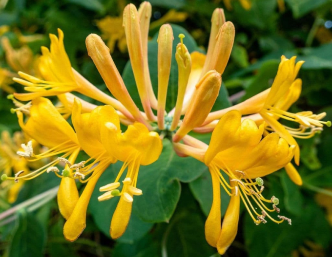 Gold-Geißschlinge tellmanniana