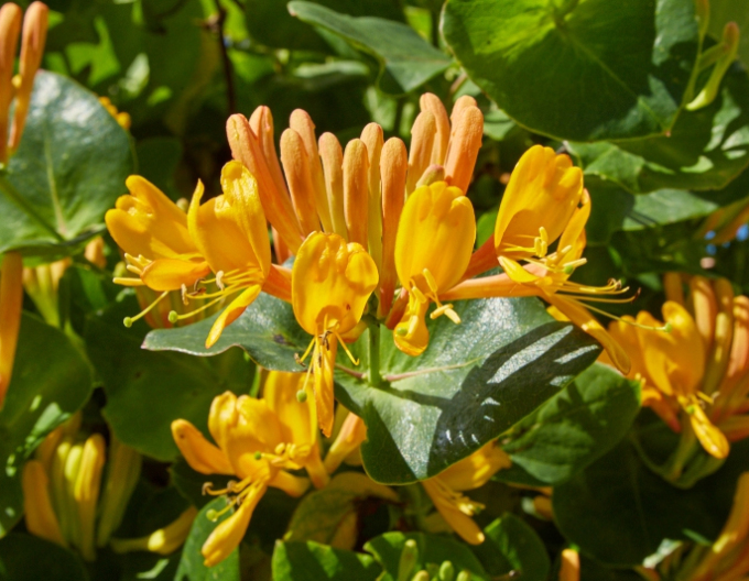 Gold-Geißschlinge tellmanniana