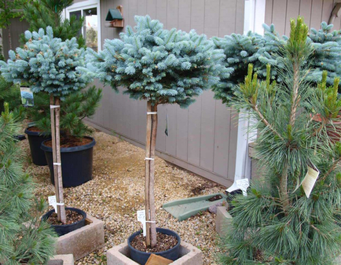 Fichte ´Glauca Globosa´ Stämmchen