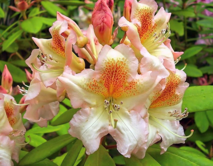 Rhododendron Bernstein