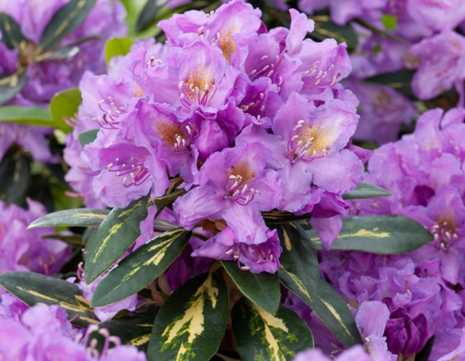 Rhododendron Goldflimmer