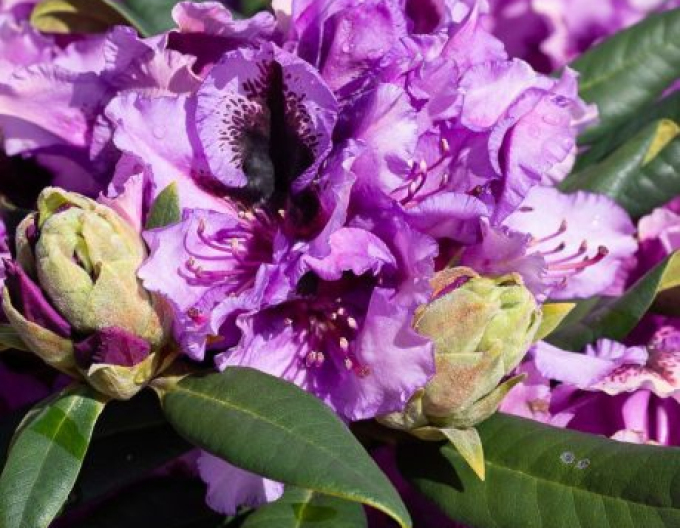 Rhododendron Graal Muritz