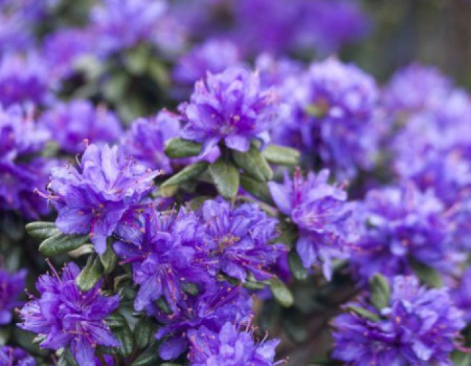 Rhododendron Purple Pillow