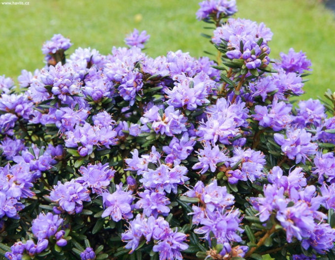 Rhododendron Purple Pillow