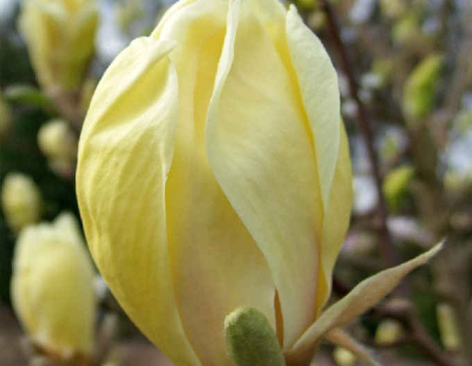 Magnolie Gelbe Laterne