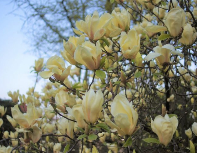 Magnolie Gelbe Laterne