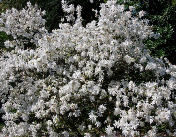 Magnolie St. Waterlily