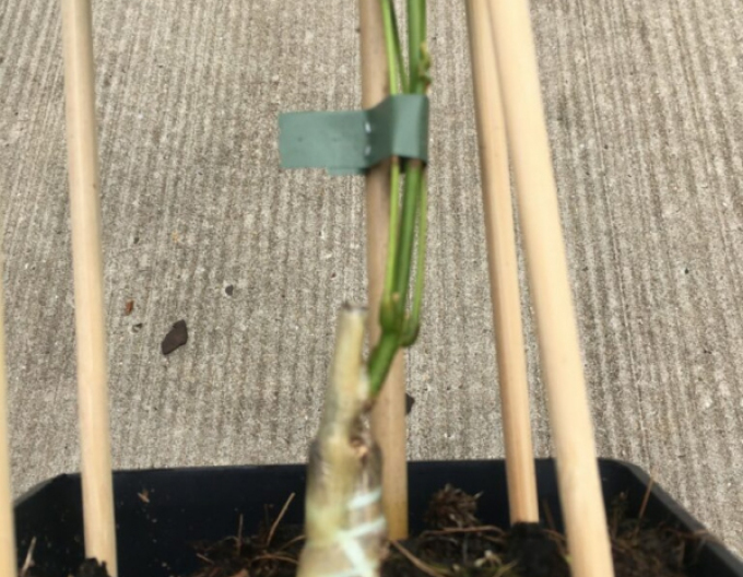 Veredelungsgummi 120x3,5mm