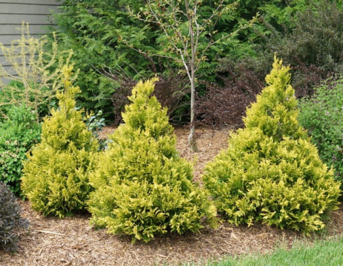 Scheinzypresse Tsatsumi Gold