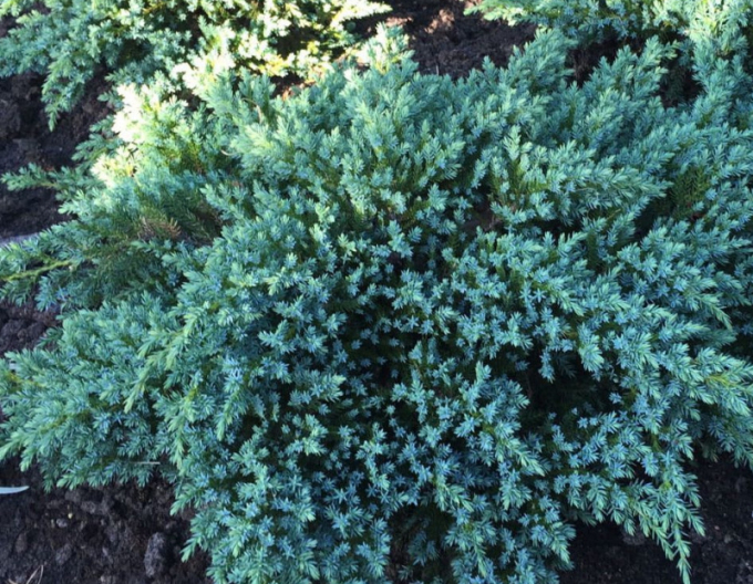 Wacholder Kleine Joanna