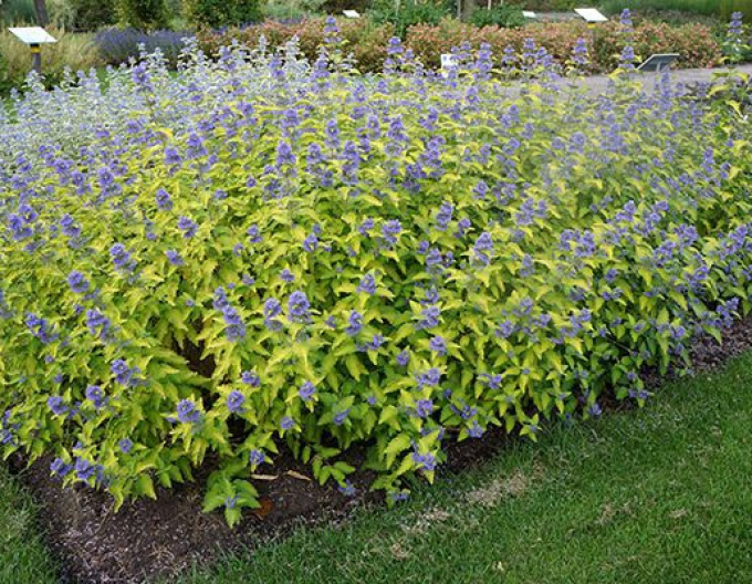 Bartblume  Hint of Gold