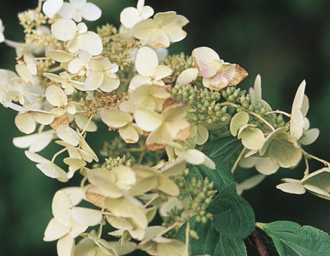 Rispenhortensie Unique