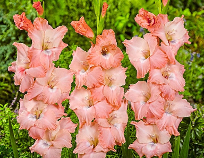 Gladiole Spic and Span