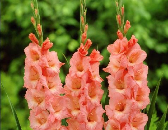 Gladiole Spic and Span