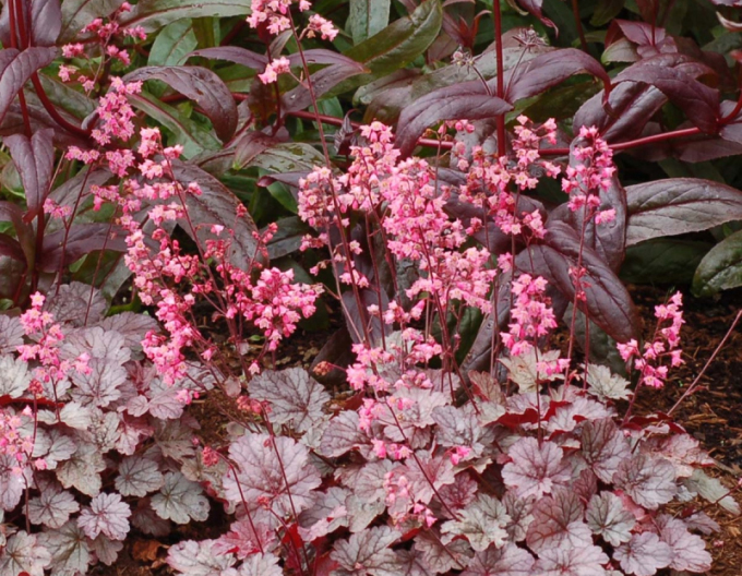 Heuchera Milan