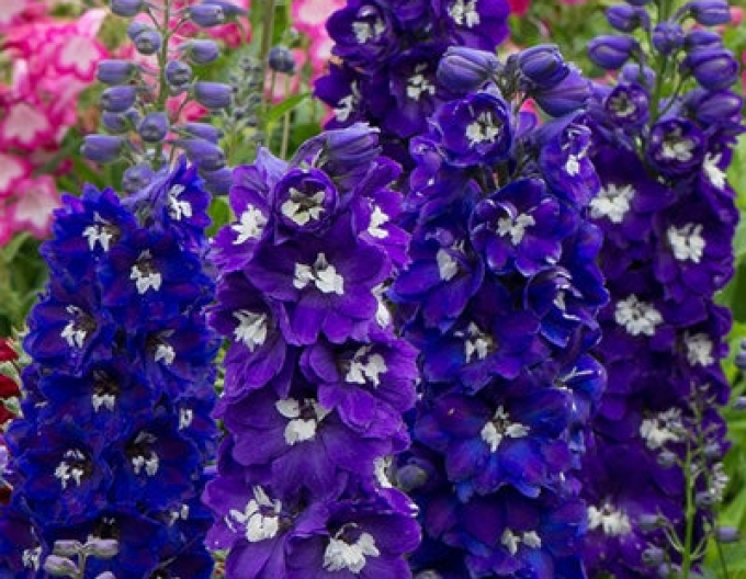 Hochstuhl Dark Blue Black Bee