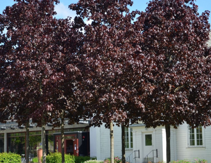 Spitzahorn Royal Red