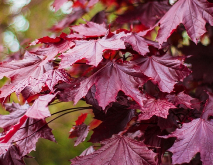 Spitzahorn Royal Red