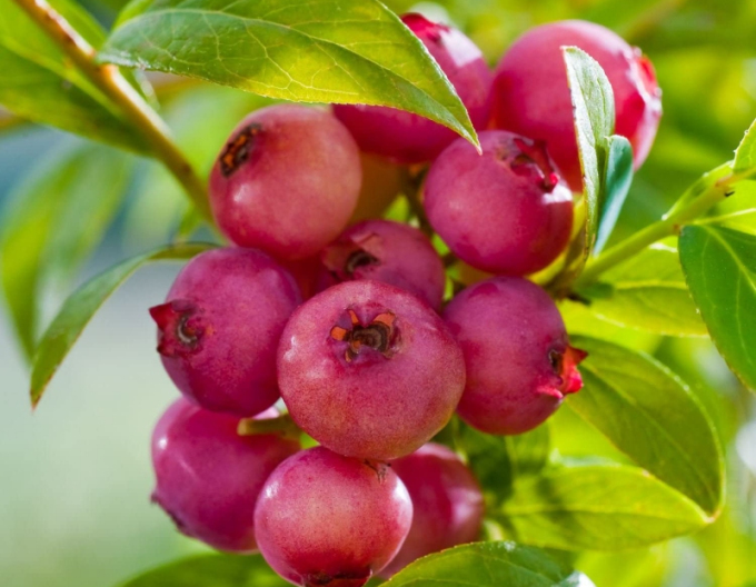 Kanadische Heidelbeere Pink Lemonade