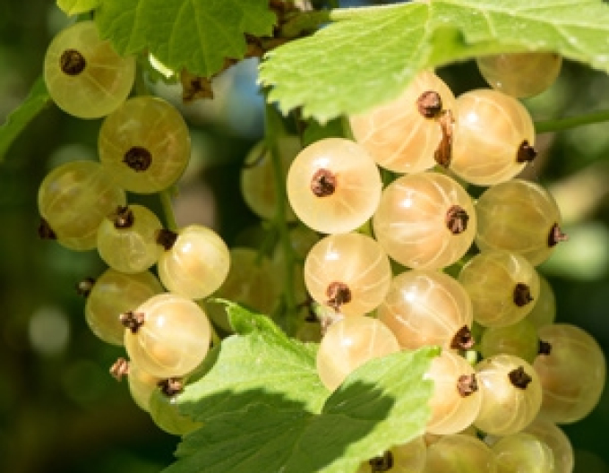 Weiße Johannisbeere Primus Strauch