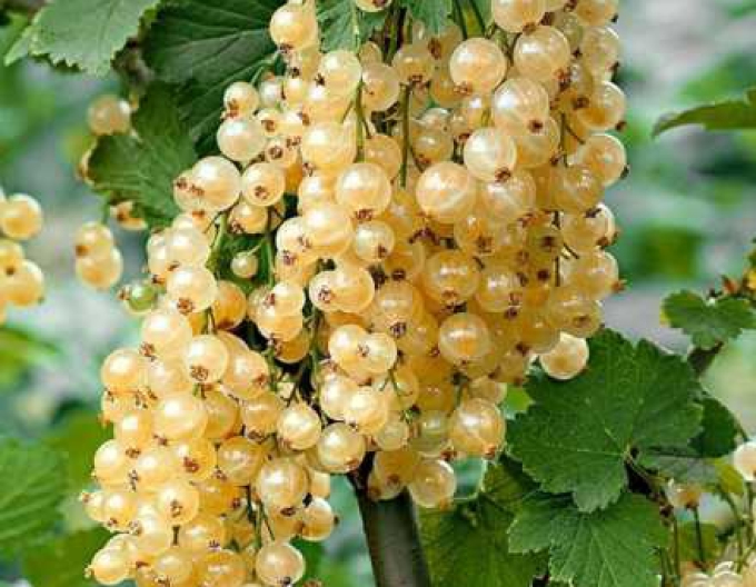 Weiße Johannisbeere Primus, Cont. 5l