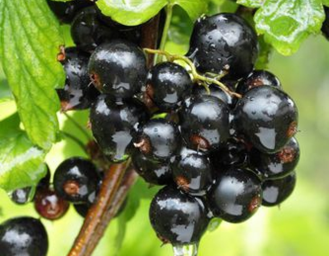 Schwarze Johannisbeere Titania Hochstämmchen, cont. 2l