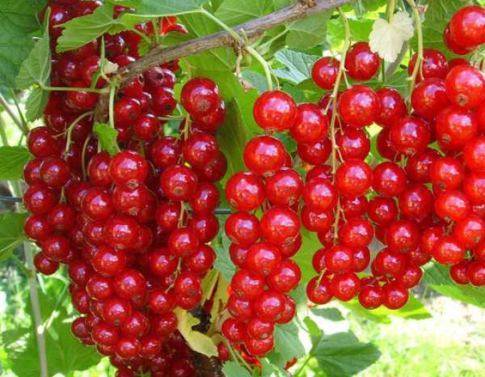 Rote Johannisbeere Detvan,Hochstämmchen, cont. 2l