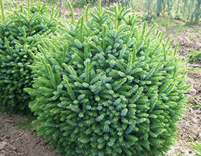 Serbische Fichte Nana