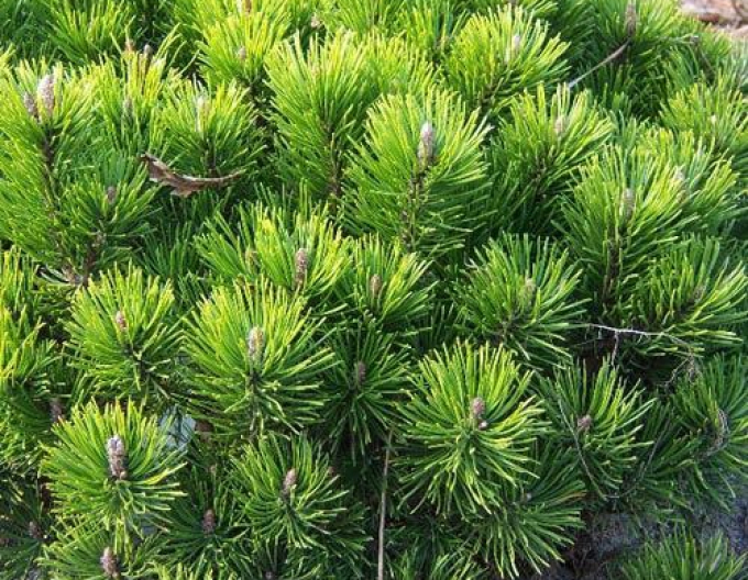 Berg-Kiefer  Pumilio