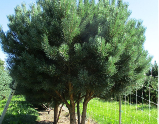 Waldkiefer Watererii