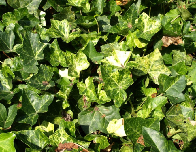 Efeu Professor Seneta