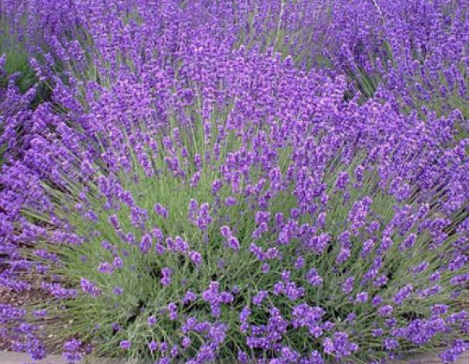 Schmalblättriger Lavendel