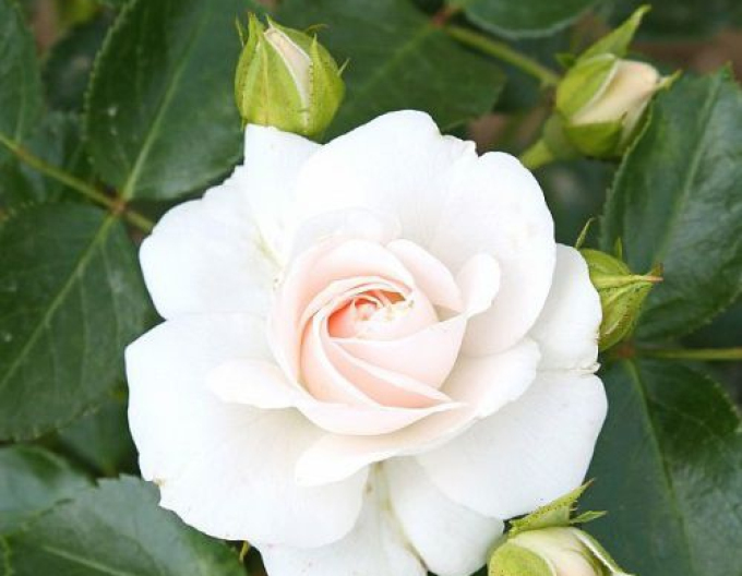 Baumrose WHITE CRYSTAL