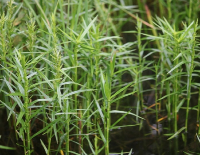 Wasserbambus - Dulichium arundinaceum