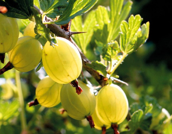 Stachelbeere Hinnonmaki Yellov Strauch