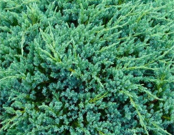 Wacholder ´Blue Carpet´