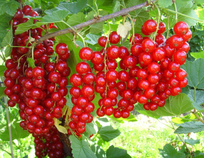 Rote Johannisbeere Jonkheer Van Tets Hochstämmchen, cont.2l