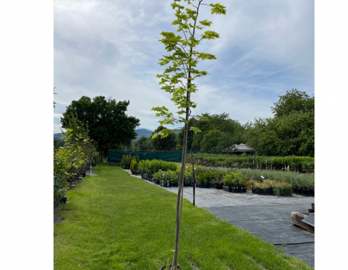 Linde kleinblättrig